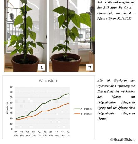 Wachstumsschub bei Bohnen durch Mykorrhiza