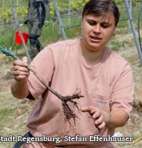 Die vorbereitete Pflanze