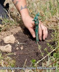 600 Jungreben auf dem städtischen Weinberg der Stadt Regensburg