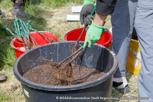Einsatz von Endomykorrhiza vor dem Einpflanzen der Weinrebe