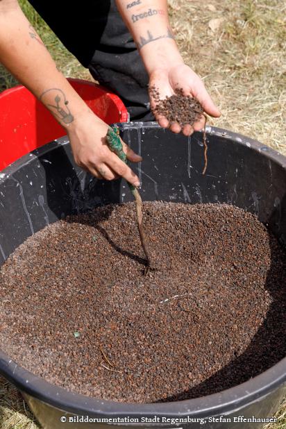 direkter Kontakt der Mykorrhiza mit der Wurzel der Weinrebe durch Eintauchen in das Granulat