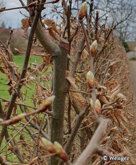 50 Jahre alte Hainbuchen erfolgreich saniert