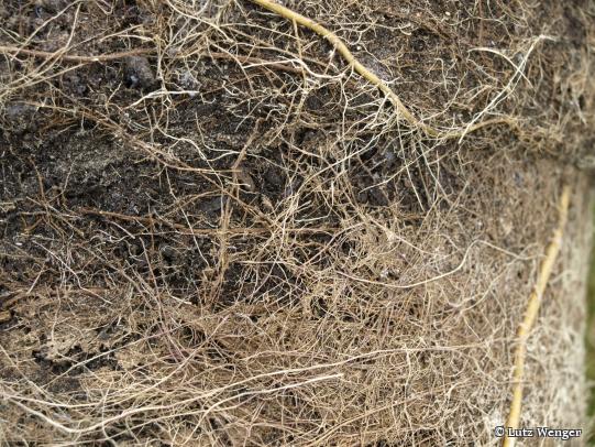 Kräftige Wurzeln - gesunde Pflanzen