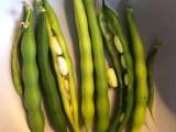 Positive Wirkung der Symbiose bei Bohnen
