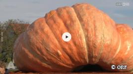 Bericht des ORF über den Europameister im Riesen-Kürbis züchten