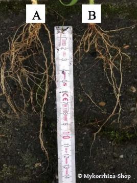 Forschungsergebnisse zur Phosphaternährung von Pflanzen durch Symbiose mit Pilzen