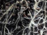 Facharbeit im Fach Biologie: "Mykorrhiza – Symbiosen zwischen Pflanze und Pilz" - durch direkten Vergleich wurde die positive Wirkung der Symbiose nachgewiesen.
