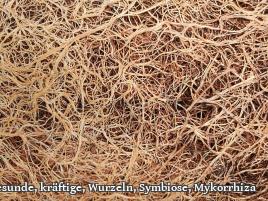 Geschmack von Tomaten positiv beeinflusst