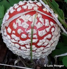 Forschungsergebnisse zeigen, dass die ökologische Bedeutung von Pilzen immer noch erheblich unterschätzt wird