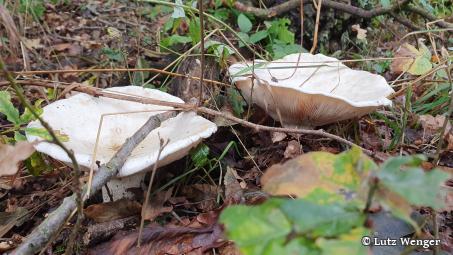 Pilze aus dem Bereich der Ektomykorrhiza bilden oft gut sichtbare Fruchtkörper