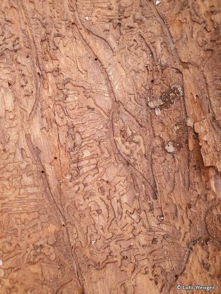 Schäden an Bäumen durch Borkenkäfer
