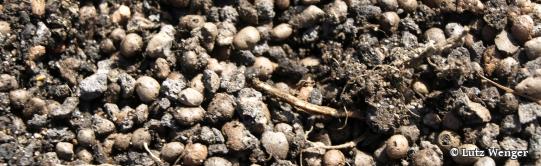 Mykorrhiza im Blähton