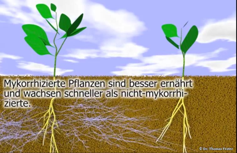 Mykorrhiza Produkte Anwendungstipps Uber 15 Jahre Erfahrung