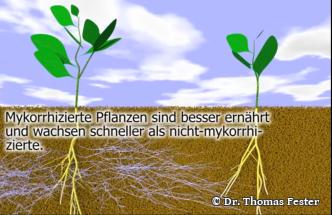 Der nützliche Mykorrhiza Effekt