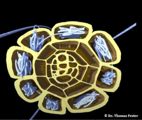 Endomykorrhiza dringt in Zellen der Wirtspflanze ein