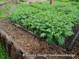 Bachelorarbeit über die Symbiose zwischen verschiedenen Pflanzen und Pilzen