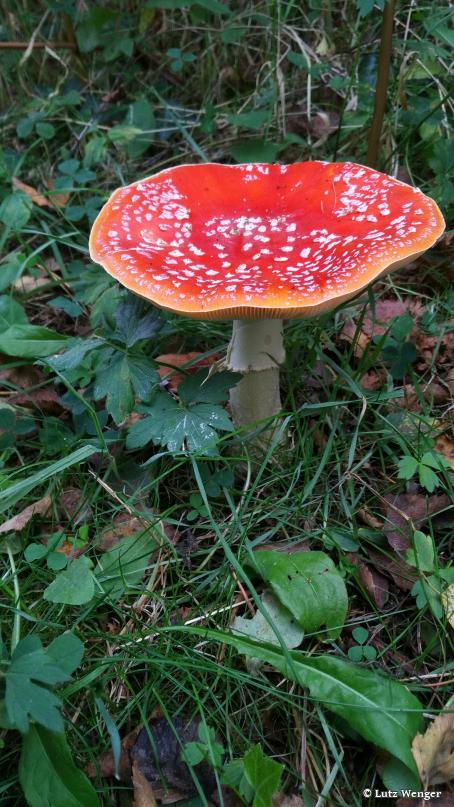 populäres Beispiel für die Symbiose im Wald: Der giftige Fliegenpilz tritt oft in Verbindung mit Fichten oder Birken auf.
