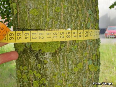 Umfang Baumstamm ausmessen