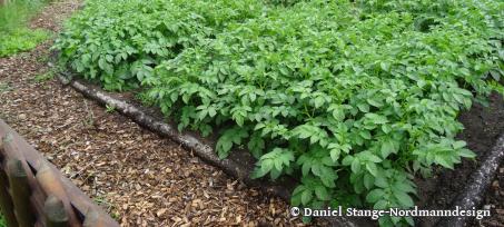 Mykorrhiza im Gemüseanbau